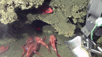 Rockfish look on as sampling occurs