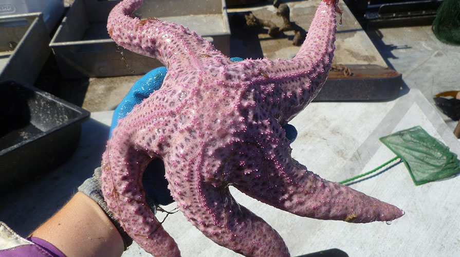A star fish held by a hand 