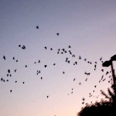 A flock of parrots and parakeets