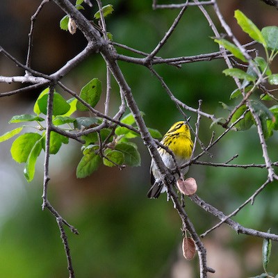 Photo of a Townsend's Warbler perched on a branch of a tree