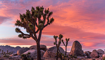 Joshua Tree National Park at sunset