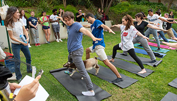 Goat yoga with students on the quad