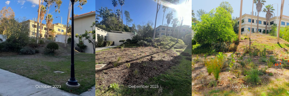 Microforest Progress Three images of the Microforest. The first shows a non-native grass lawn, October 2023. The second shows the microforest right after planting, December 2023. The third shows the growth of the microforest 6 months after planting, July 2024