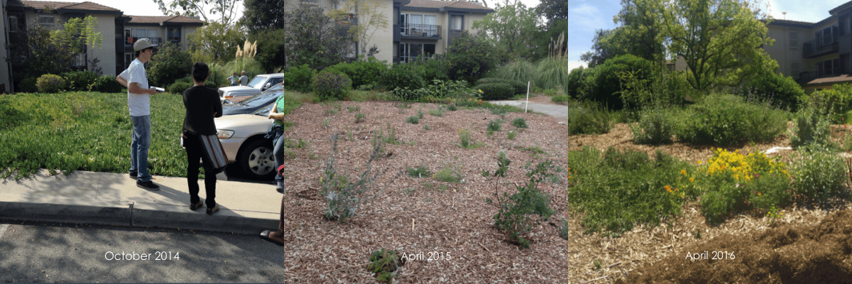Norris Native Pollinator Garden Progress Three images of the Norris Native Pollinator garden. First photo displays non-native ice plant covering ground, second shows mulched ground and newly planted natives, third photo shows native plants grown up.