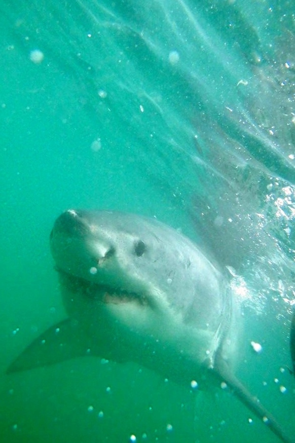 A great white shark swimming through the ocean with face up