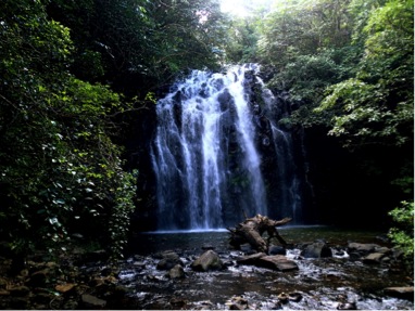 A waterfall surrounded by jungle foliage