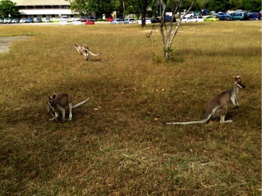 Three kangaroos in a grassy field