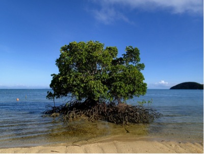 a tree growing in the shallow waters of an ocean beach
