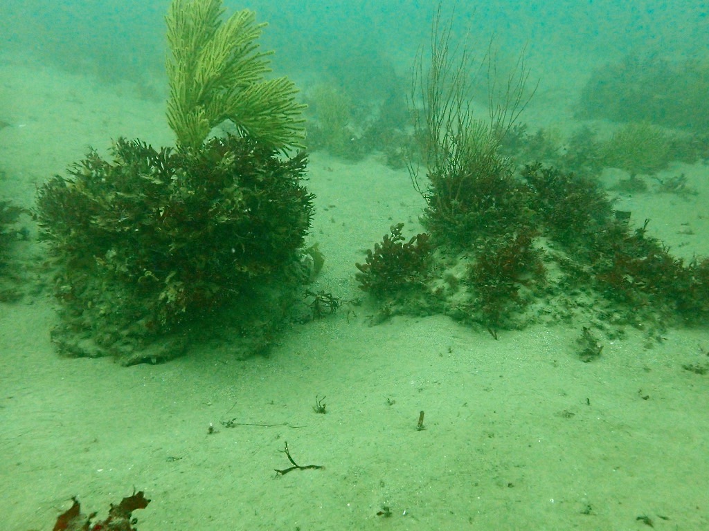 Buried reef at PVRR