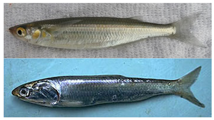 Topsmelt (above); California Anchovy (below)