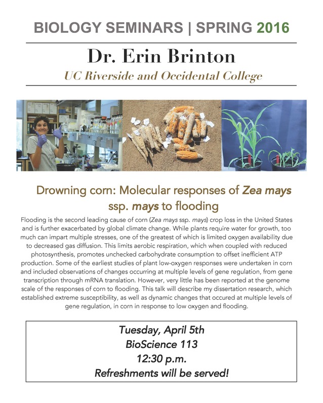 Image for Dr. Erin Brinton: Drowning corn: Molecular respons