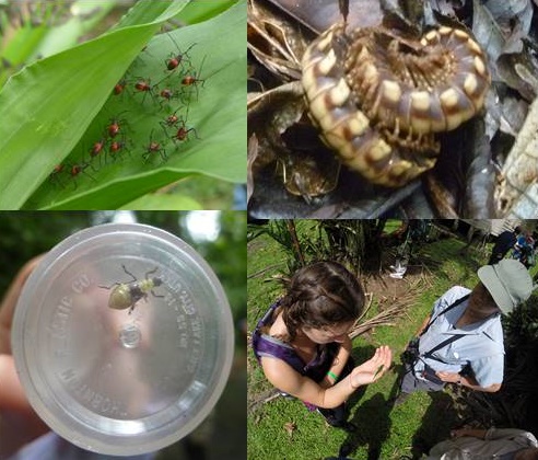 Image for May 26, 2014 - La Selva Biological Station