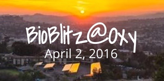 Image for Bioblitz@Oxy