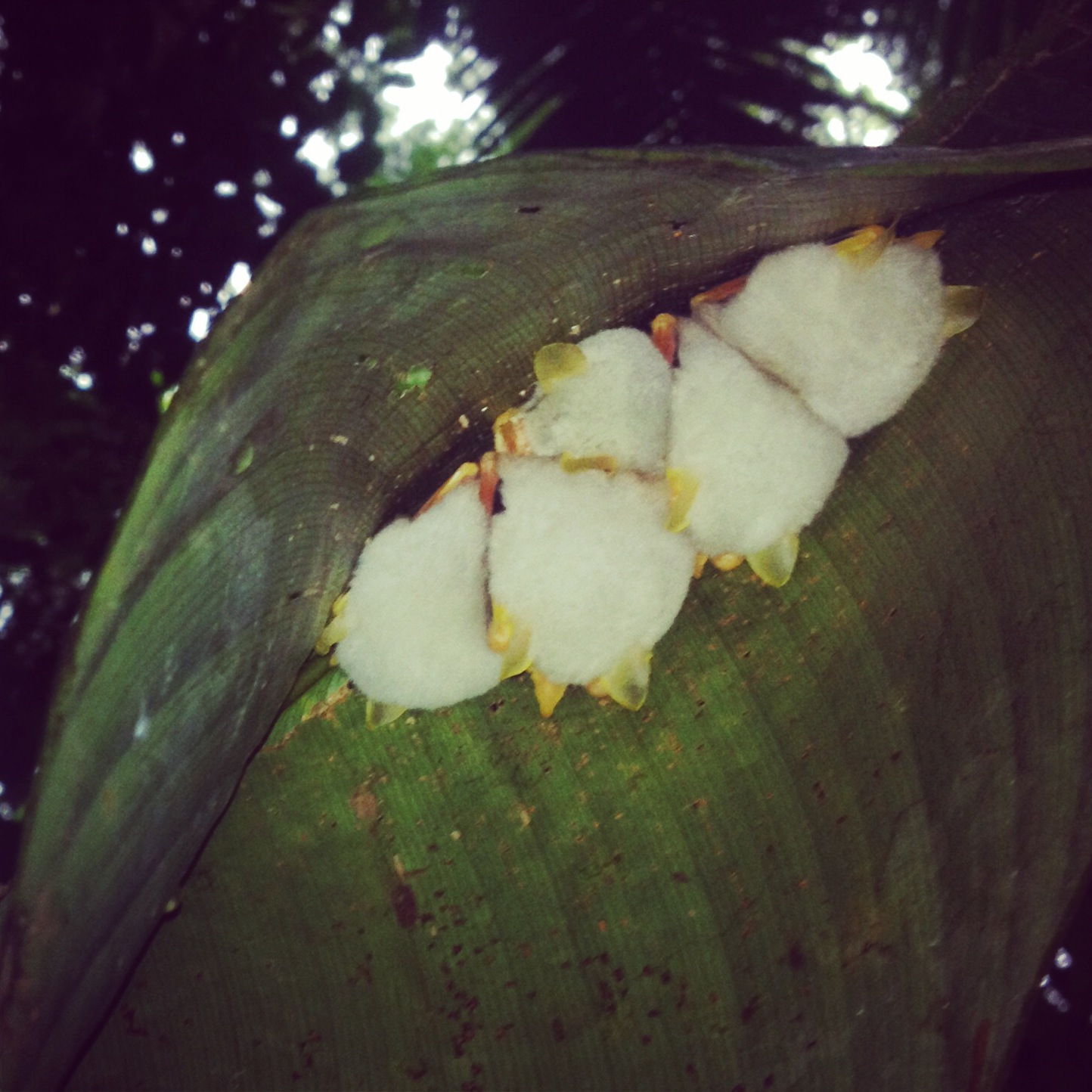 Image for May 24, 2014 - La Selva Biological Station