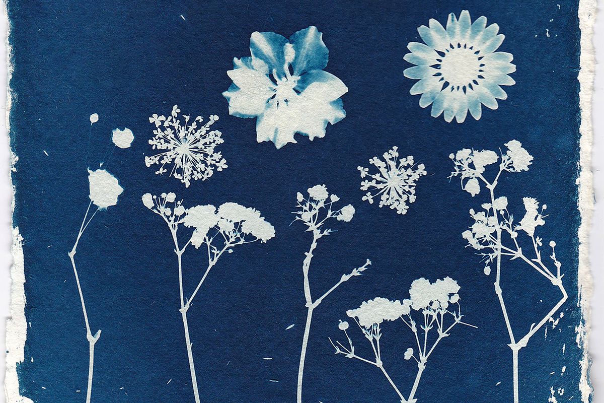 a blue and white cyanotype rendering of flowers