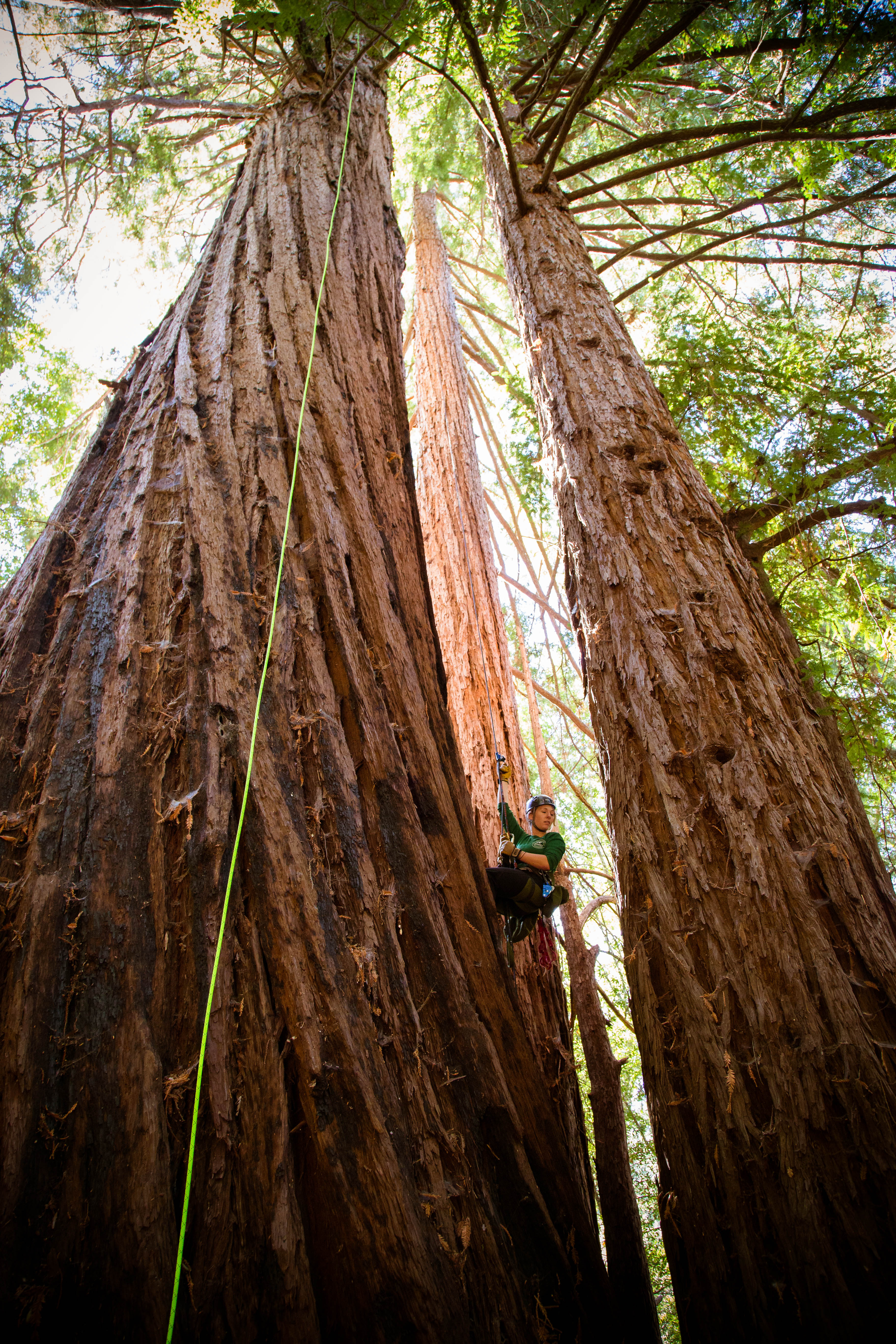 Claire Willing suspended from large tree doing research.