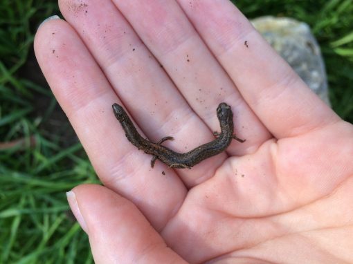 A tiny newt in the hand of a student