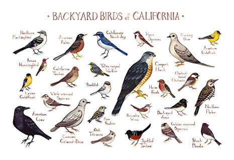 Calfiornia birds