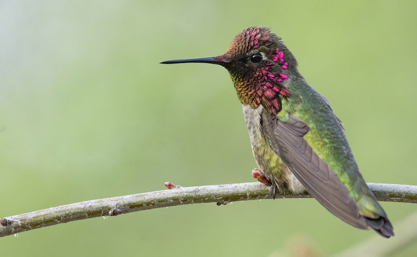 Anna's Hummingbird seen at Occidental College