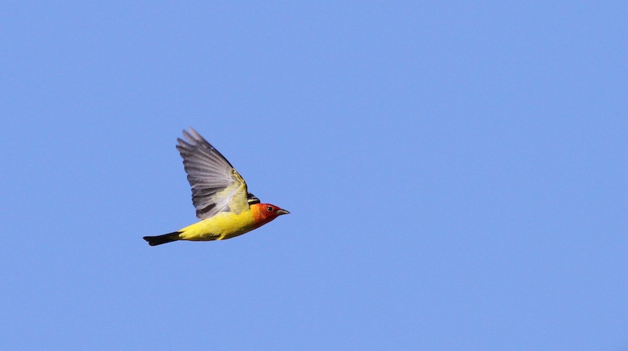 Western Tanager in flight over Bear Divide, San Gabriel Mountains Western Tanager in flight over Bear Divide seen at the San Gabriel Mountains