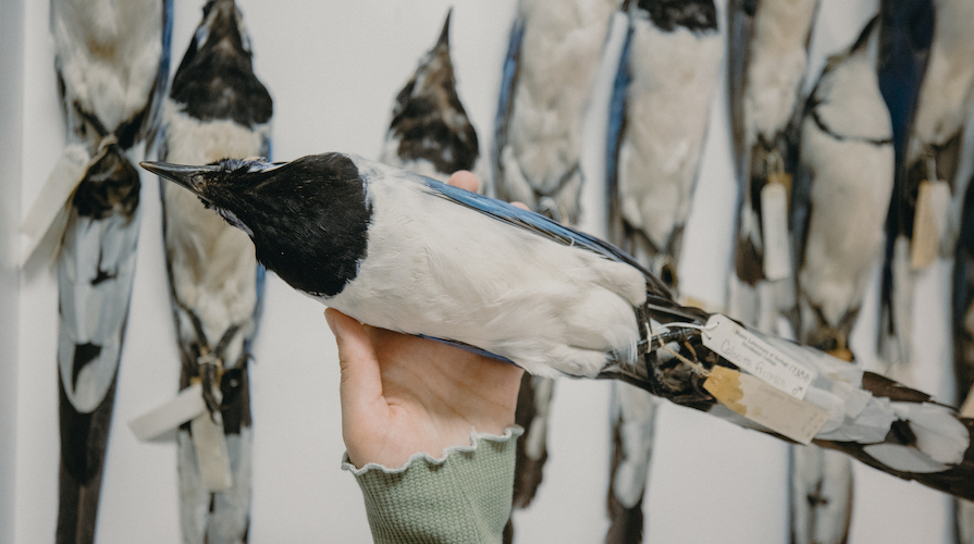 Tufted Jay specimen from the Moore Lab collection Hand holding a Tufted Jay specimen