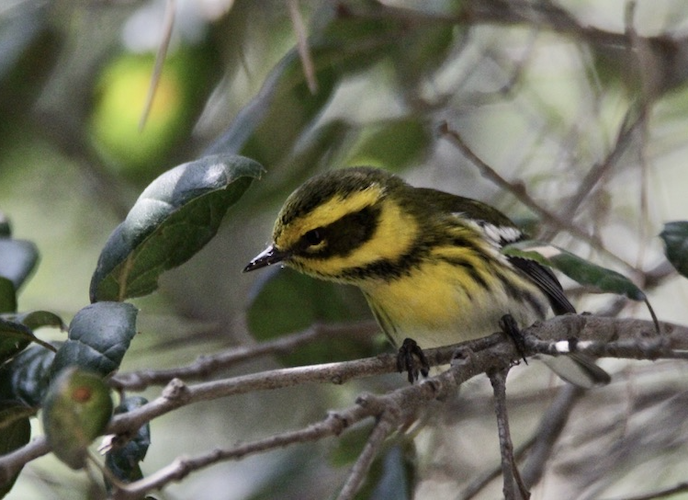 Photo of Townsend's Warbler on Oxy's Campus