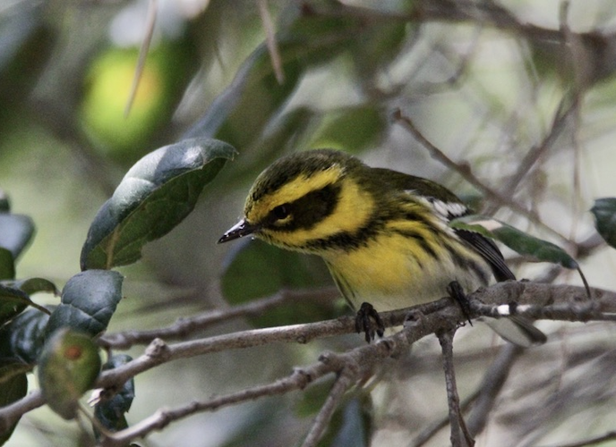 Townsend's Warbler Photo of Townsend's Warbler on Oxy's Campus
