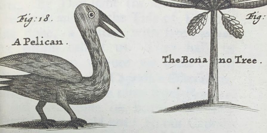 Birds & Books: Ornithology and Scientific Exploration