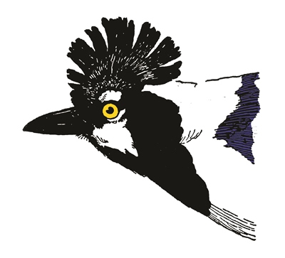 Moore Lab of Zoology Tufted Jay linocut