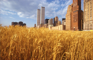 A wheatfield from a low angle with a skyline in the background