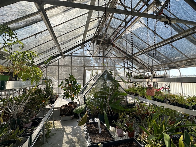 Occidental College greenhouse interior view full of plants