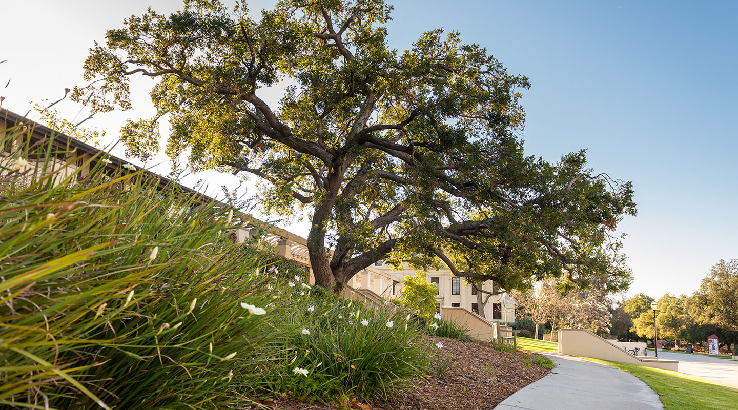 Campus view with tree