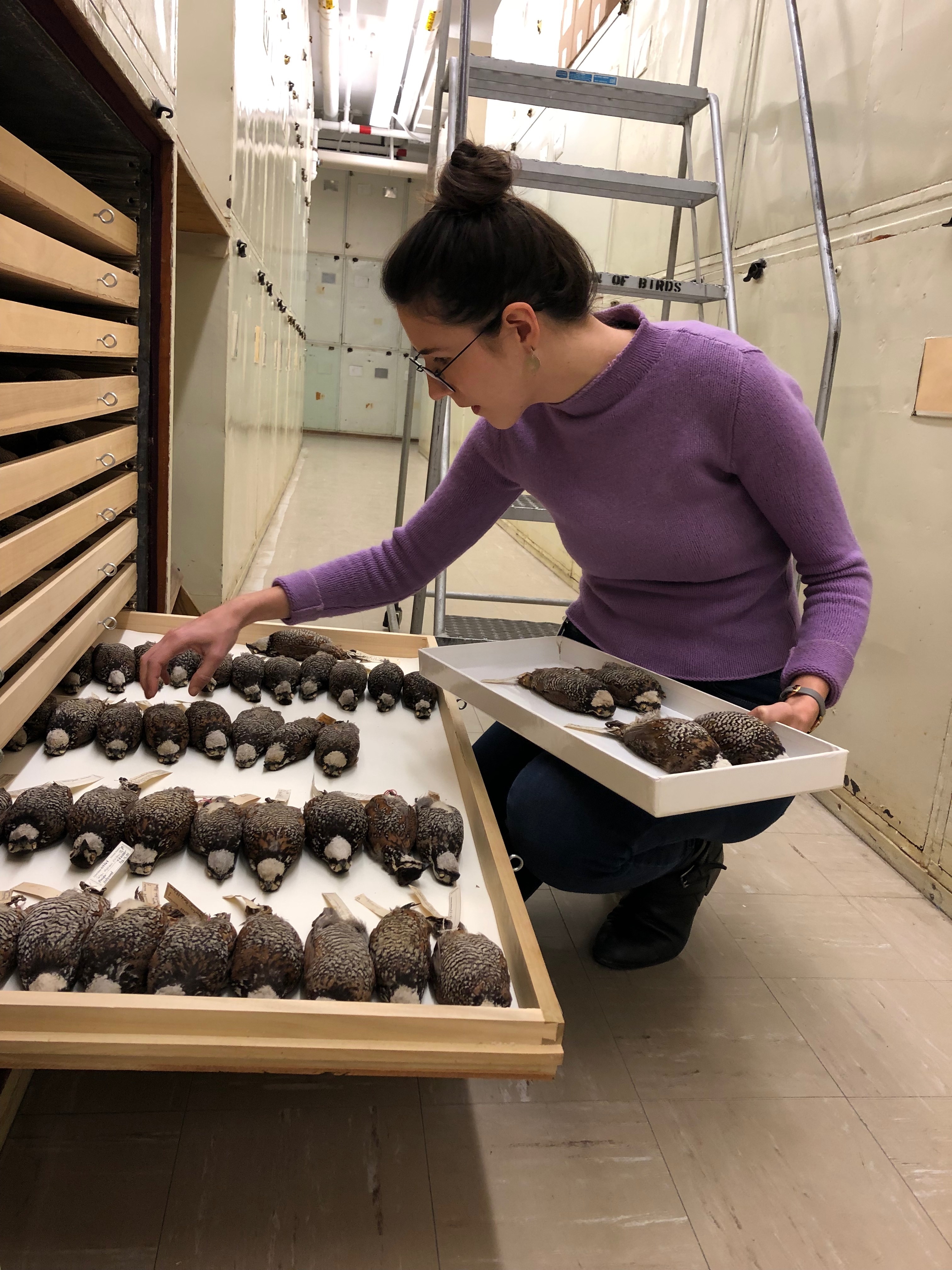 Dr. Jessie Salter working with bird specimens in a case