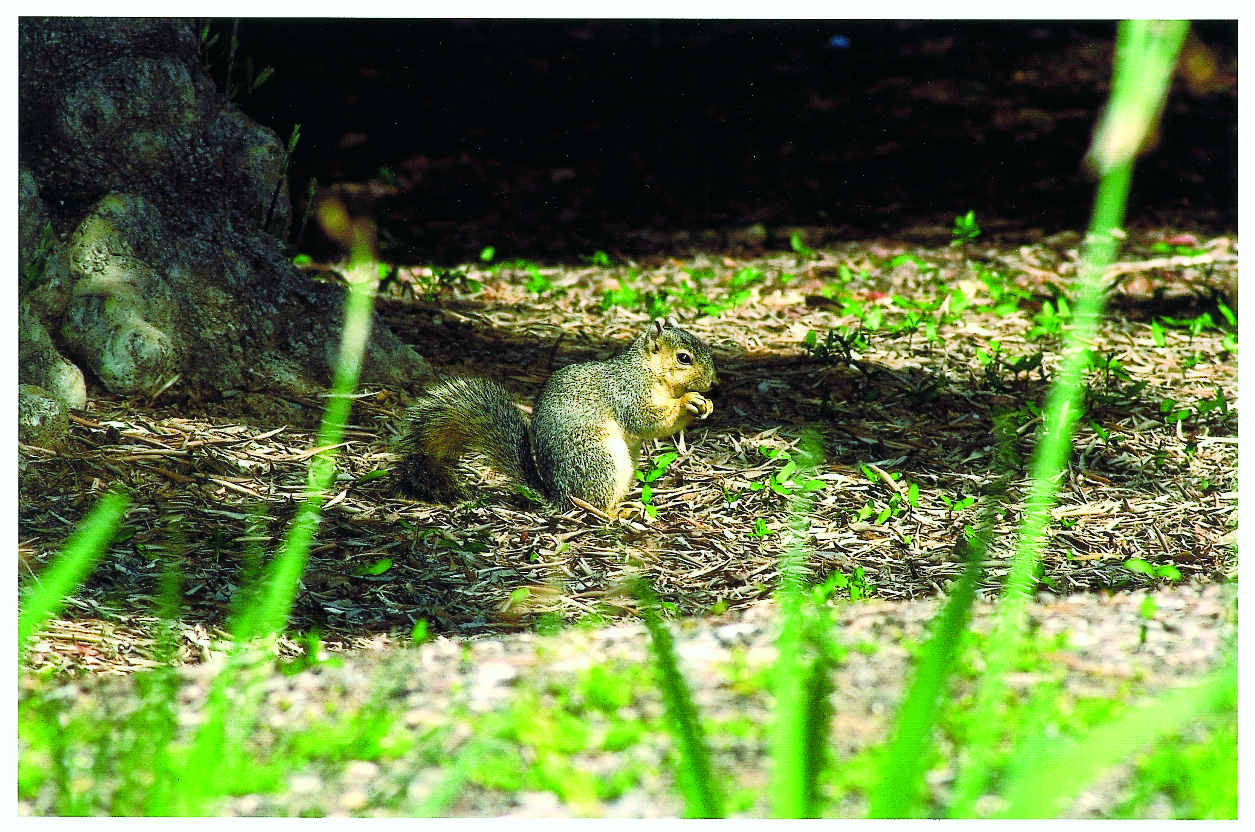 A fox squirrel on the Occidental College campus in 2001.