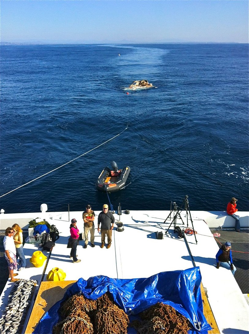Ship towing whale carcass in the ocean