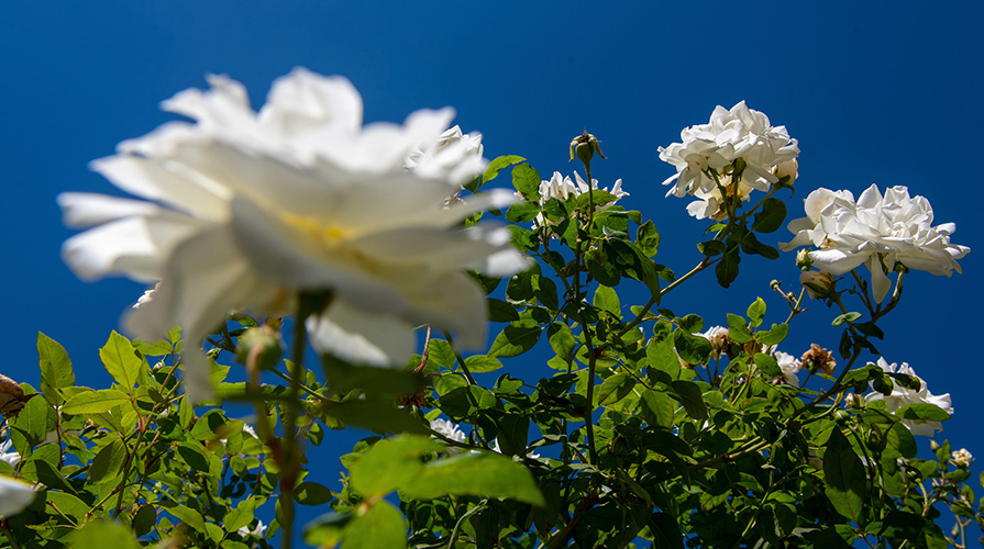 Oxy campus with roses