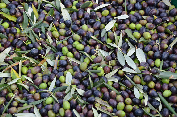 harvested olives of various colors