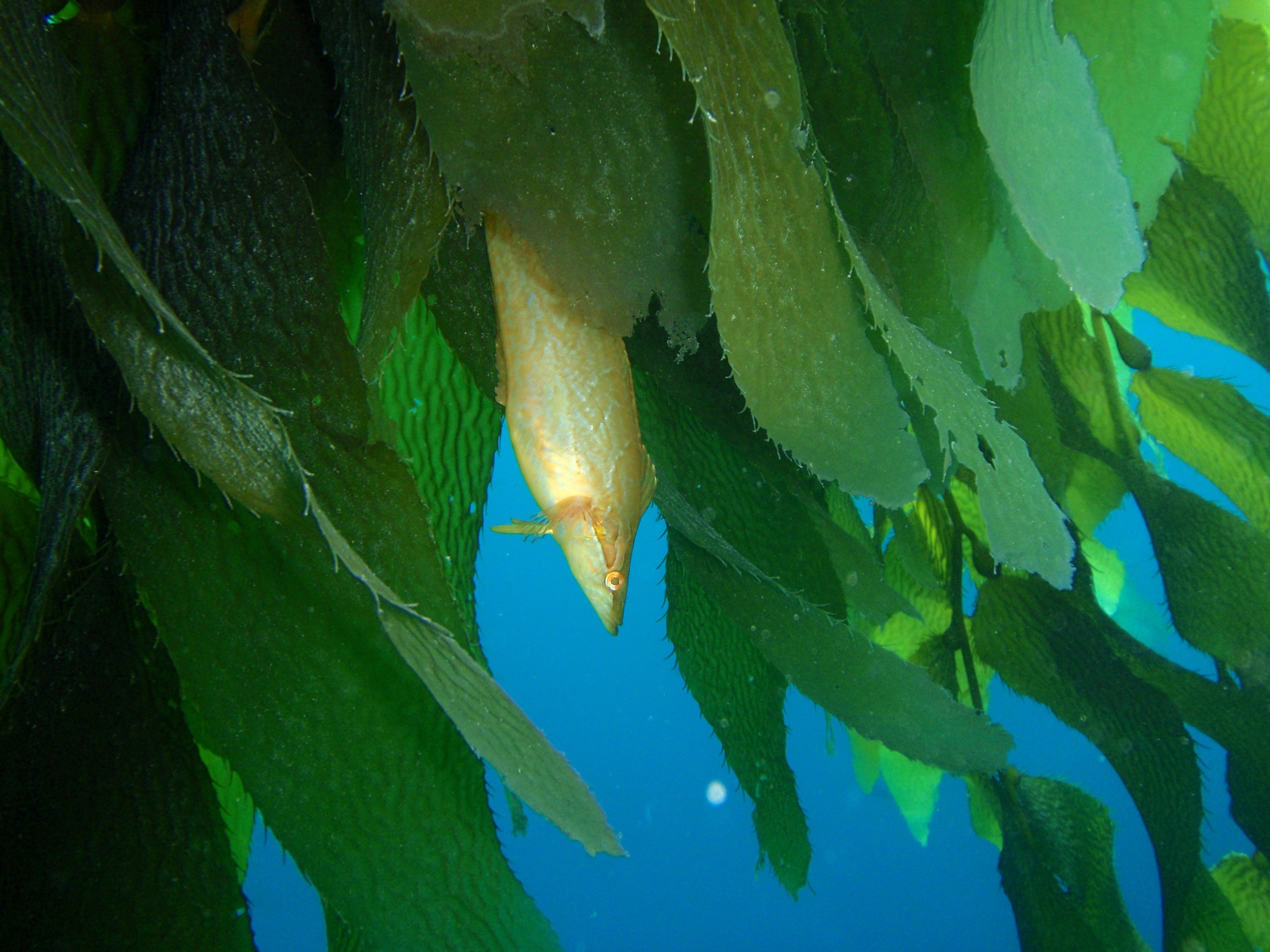 Giant Kelp Fish