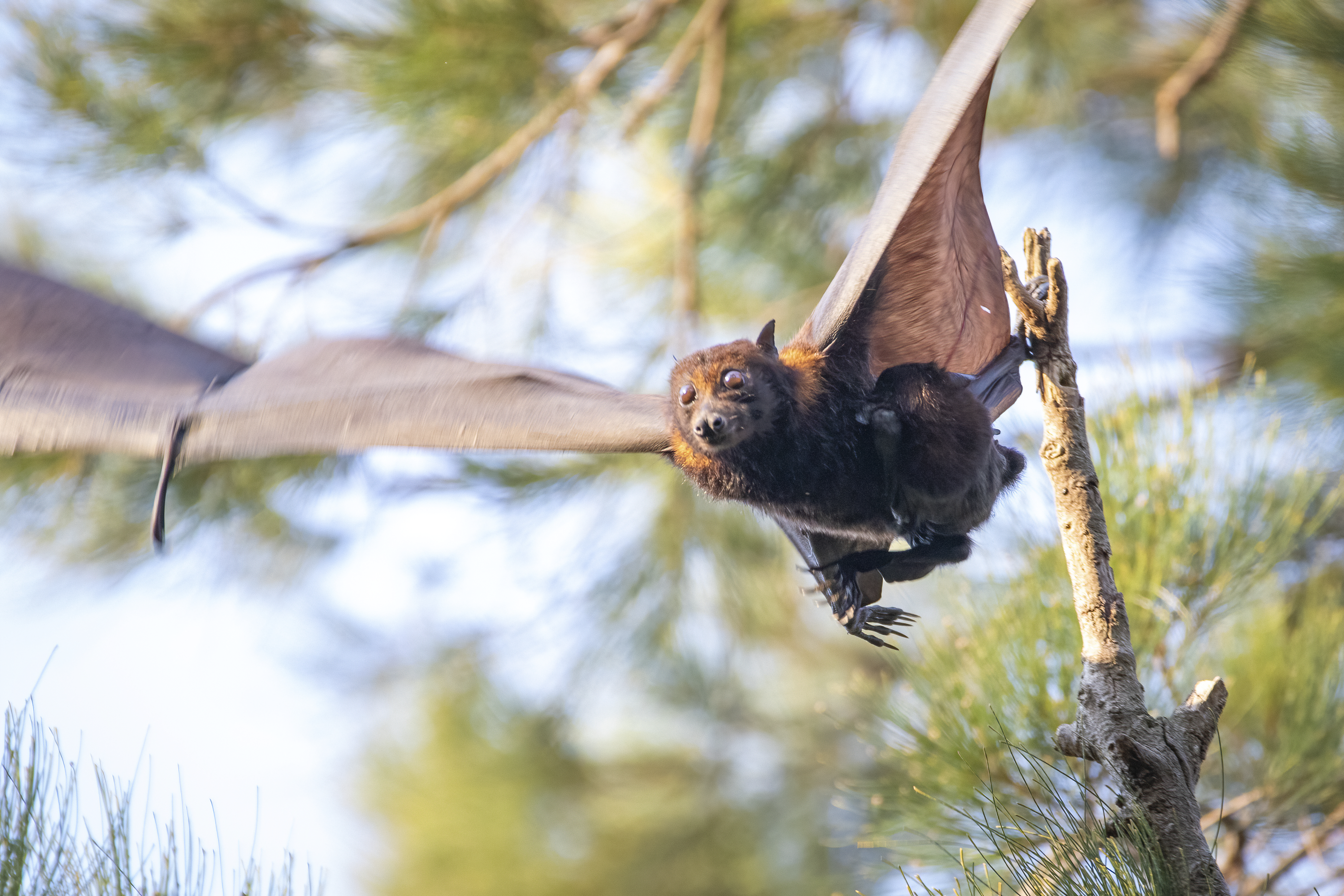 Bat in flight with trees in the background