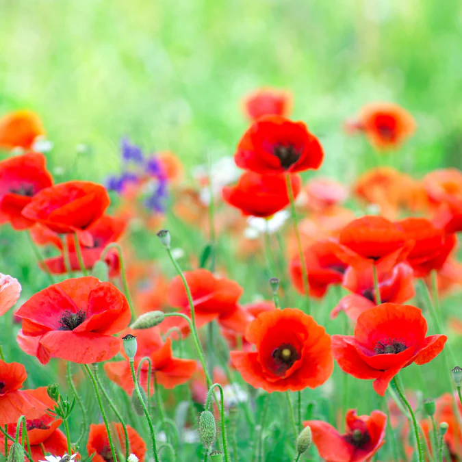 a view of a patch of red poppies among green grass