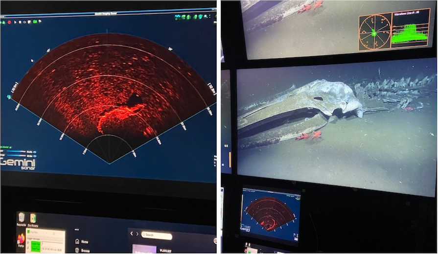 Rosebud on sonar and skull of Rosebud