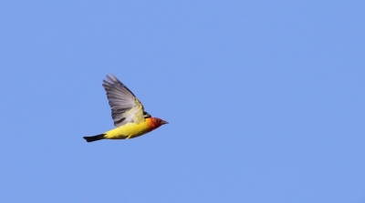 Western Tanager in flight over Bear Divide seen at the San Gabriel Mountains