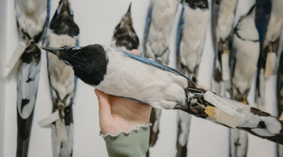 Hand holding a Tufted Jay specimen