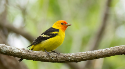 Photo of a Western Tanager
