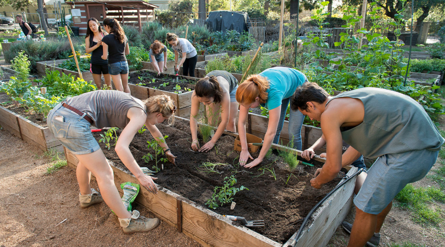 Occidental College students working in a raised bed in the FEAST Organic Garden