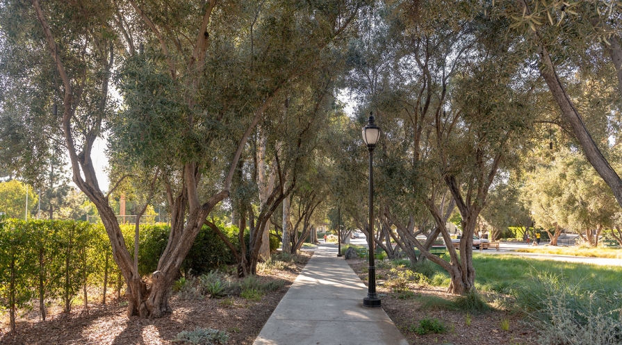 A view down a sidewalk going through Mullin Olive Grove on the Occidental College campus