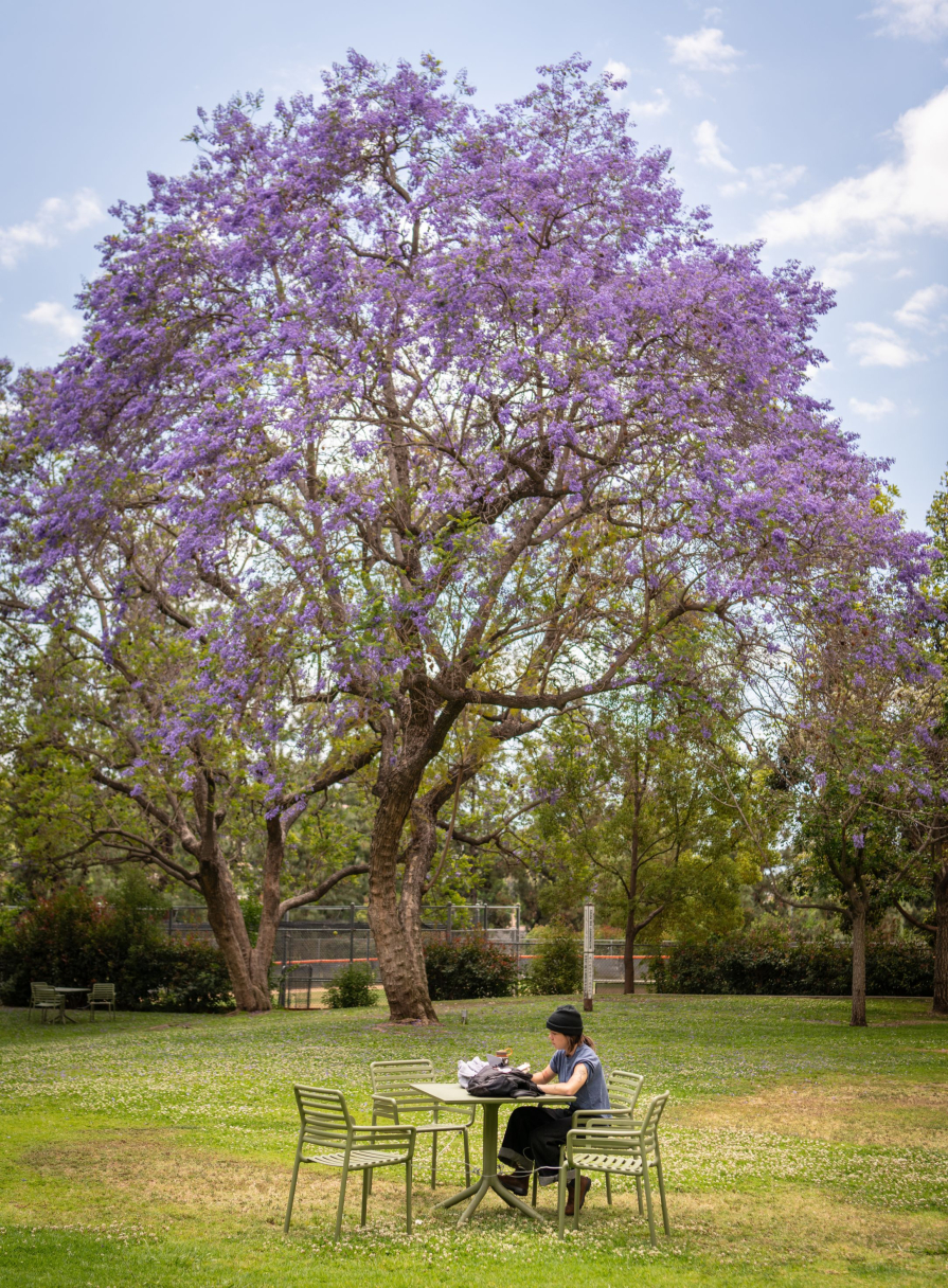 Student Studying