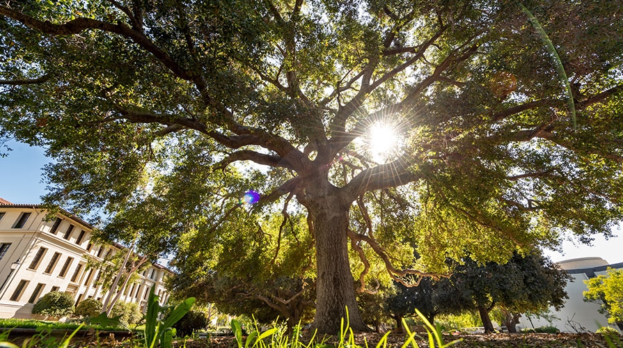 sunshine streaming through a giant oak tree on the Occidental College campus