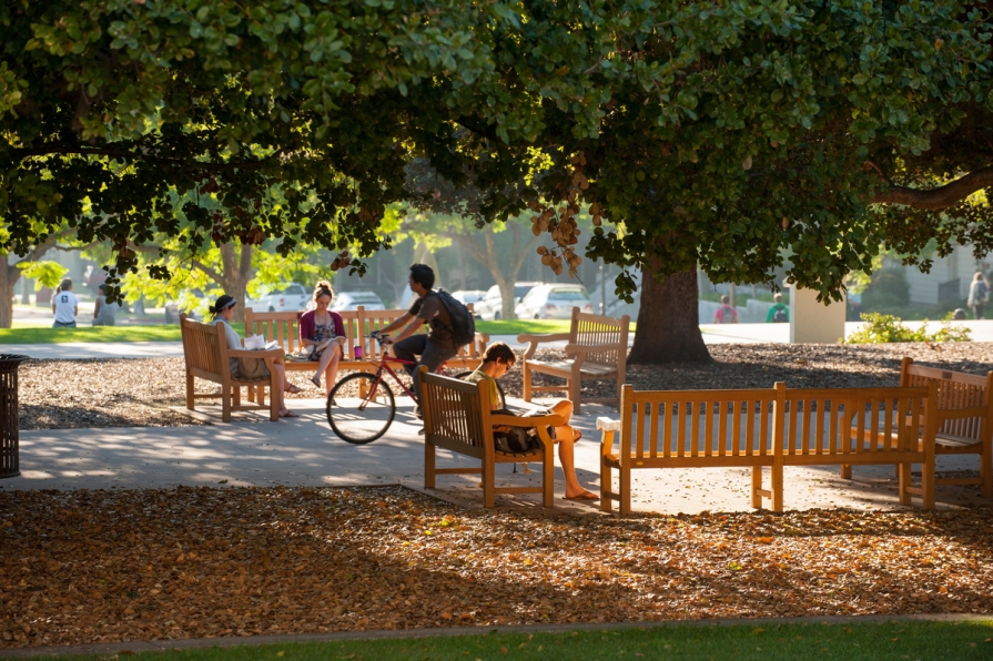 People sitting under the tree on the Academic Quad