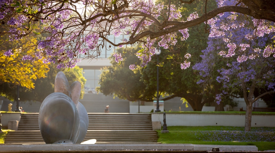 campus scene with jacaranda trees